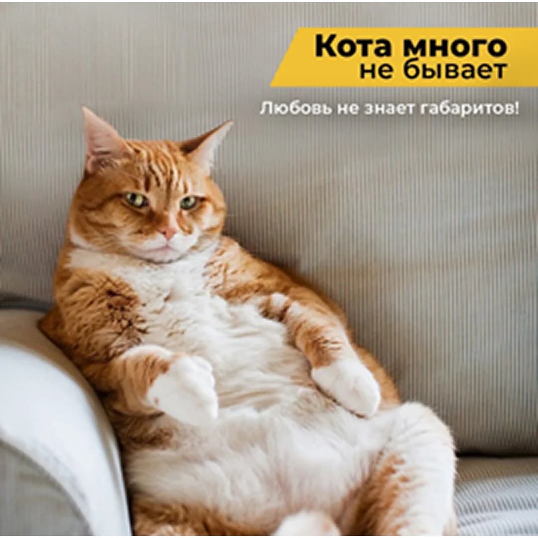Креатив с котом